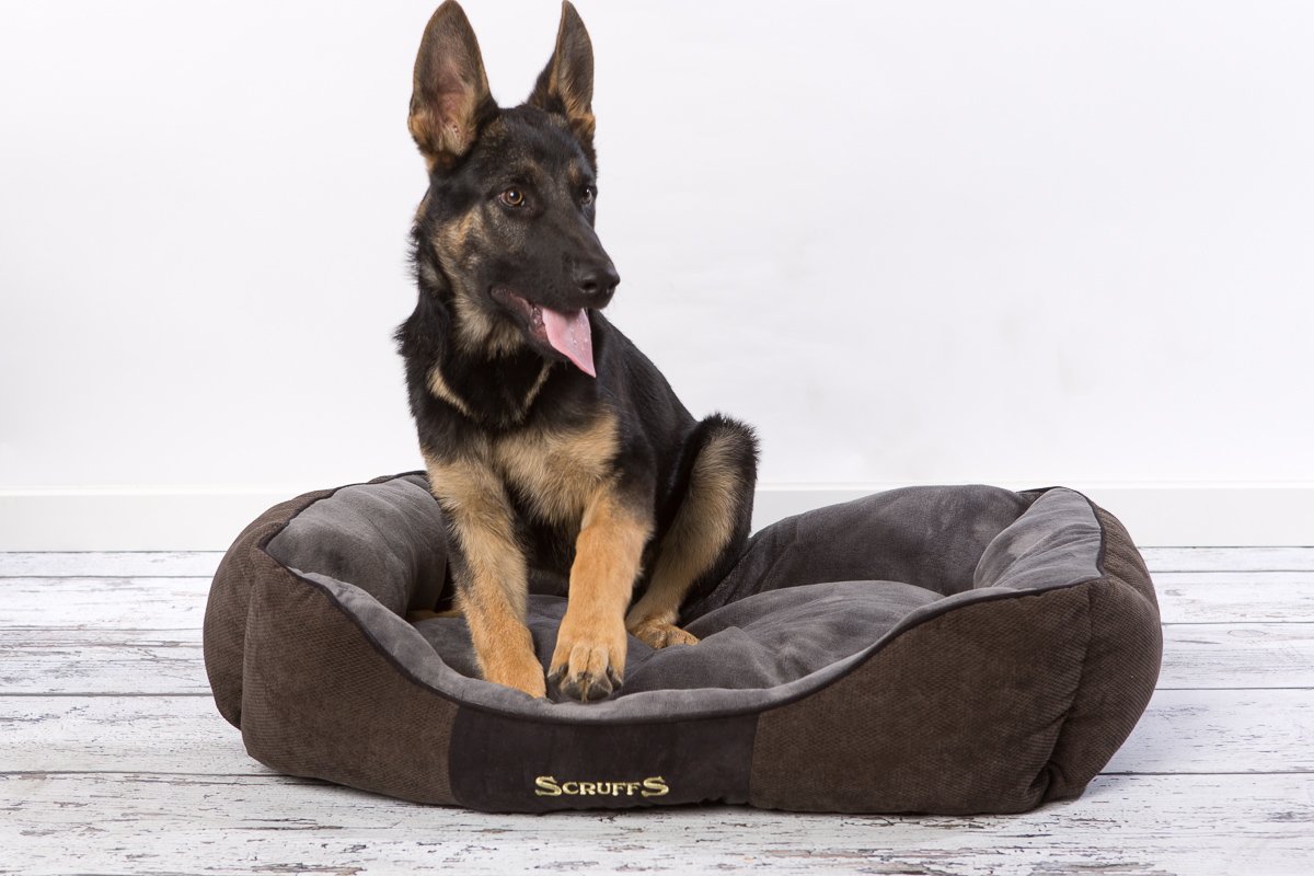 Scruffs Chester Box Bed (XL) Graphite, 90 x 70 x 20 cm (L x W x H) - Image 3