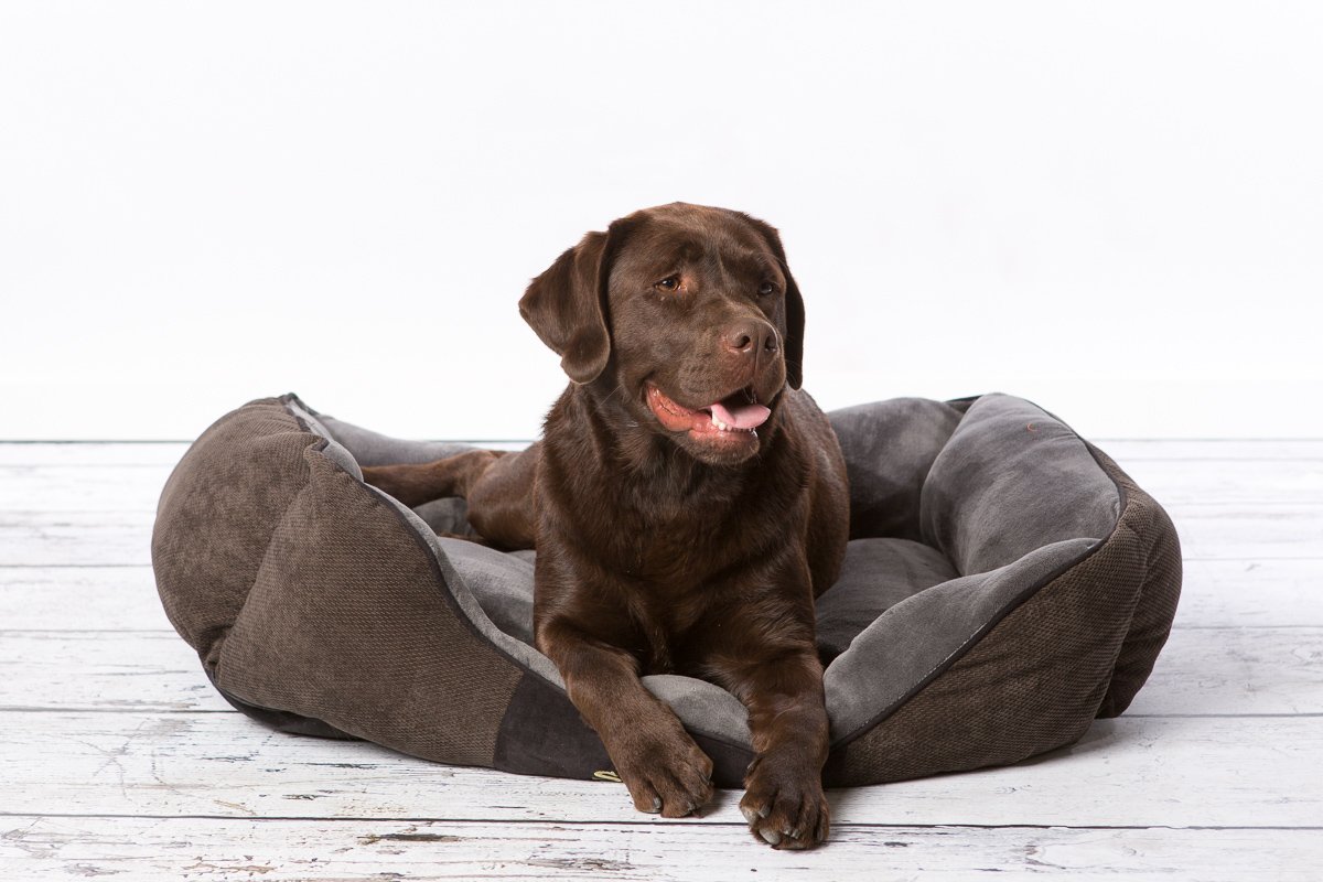 Scruffs Chester Box Bed (XL) Graphite, 90 x 70 x 20 cm (L x W x H) - Image 2