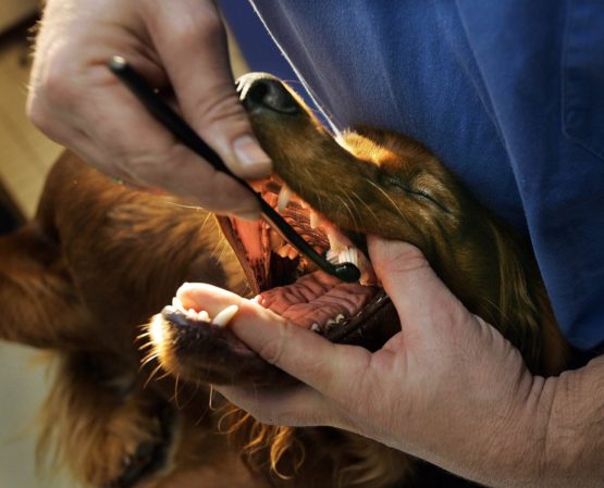 Petosan Double-Headed Toothbrush for Medium Dogs - Image 3